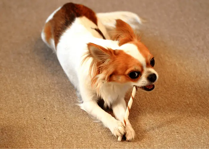 chihuahua eating a dog snack