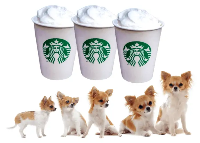 chihuahua growth and 3 cups of puppuccino