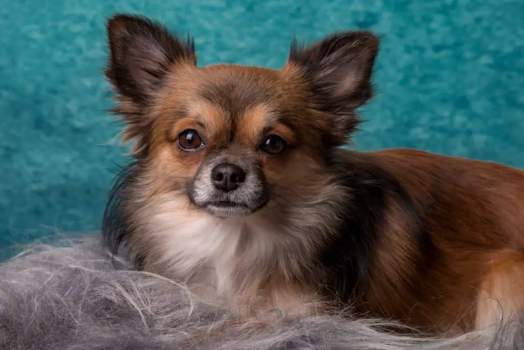 chihuahua lying in its own shedded fur