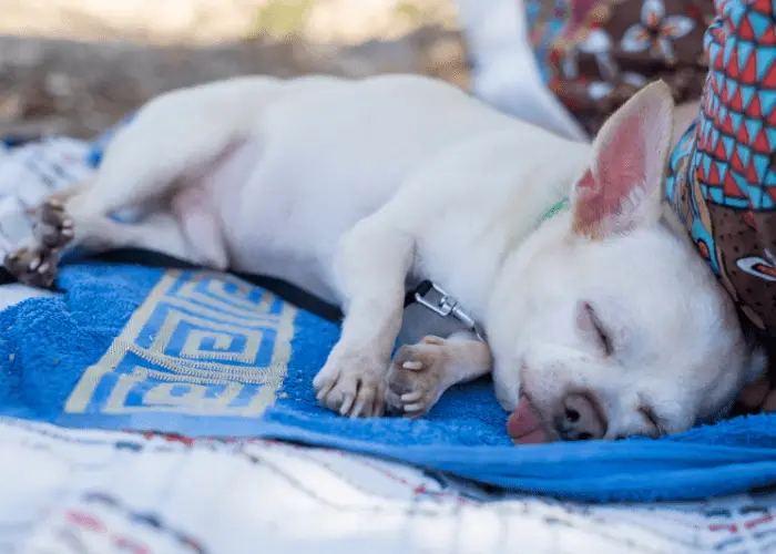 chihuahua sleeping with tongue out