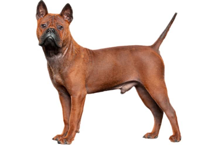 chinese chongqing dog standing on a white background