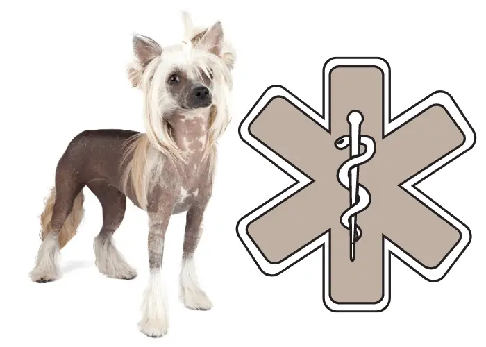 chinese crested dog beside a medical symbol