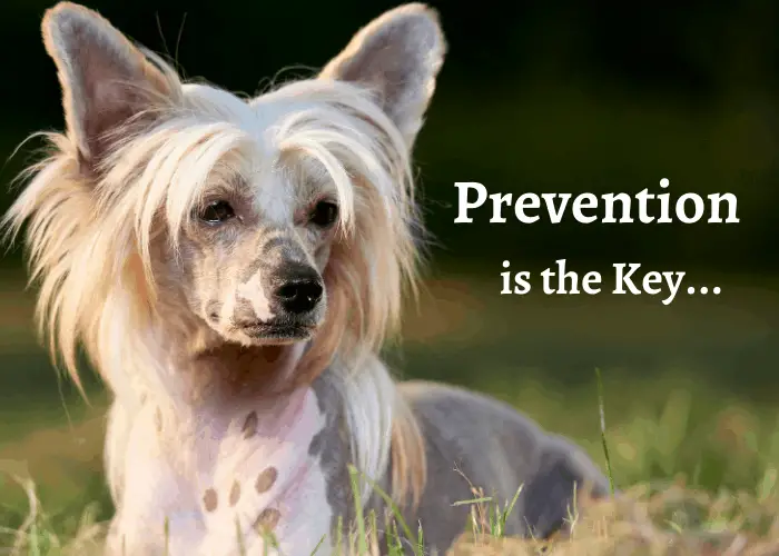 chinese crested dog lying on the lawn with prevention is the key advice