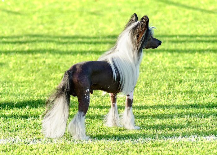 chinese crested dog on the lawn