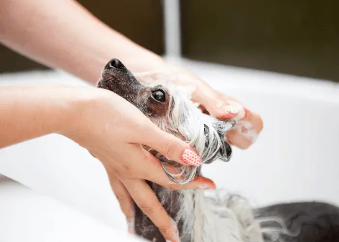 Do Chinese Crested Dogs Get Blackheads? | Dog Breeds FAQ