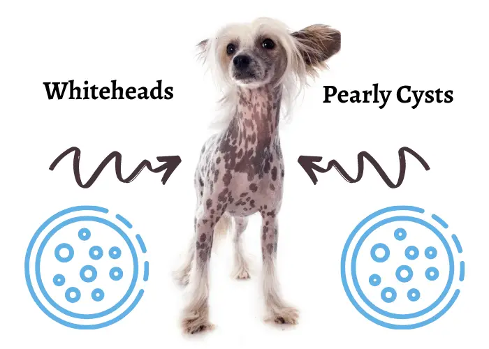 chinese crested dog with whiteheads and pearly cysts