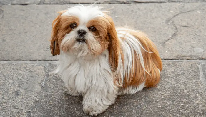 chinese imperial dog on a cemented ground