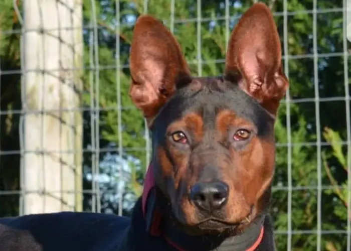 chinese red dog close up photo