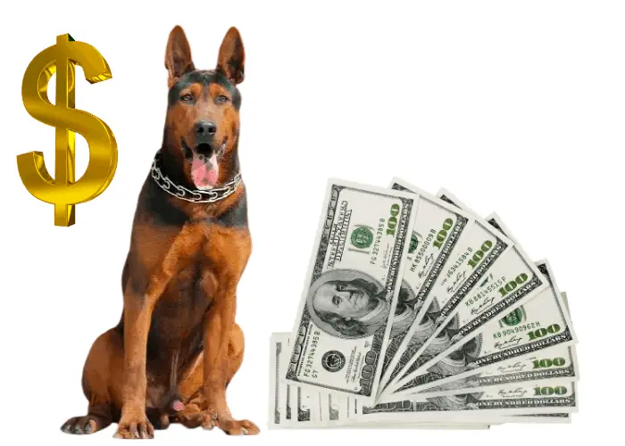 chinese red dog cost image