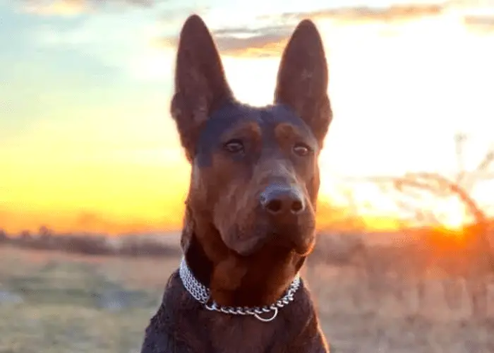 chinese red dog image against a sunset background