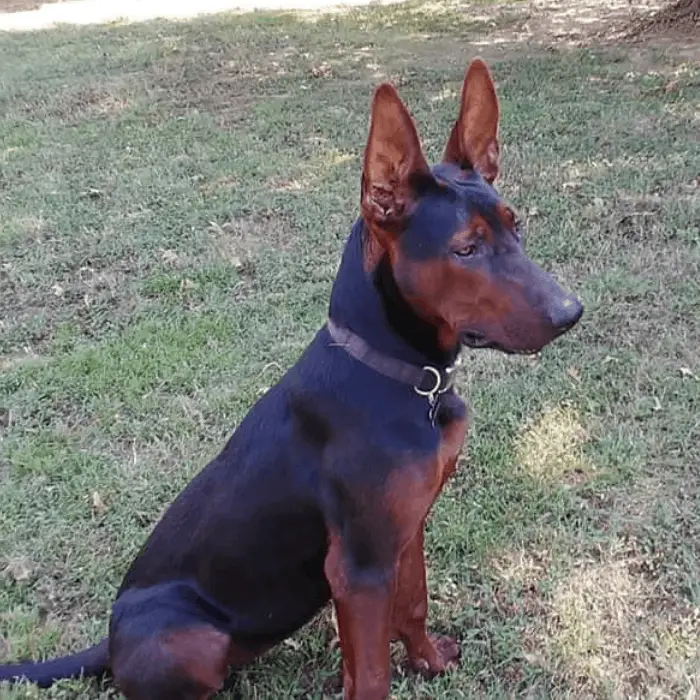 chinese red dog puppy on the lawn