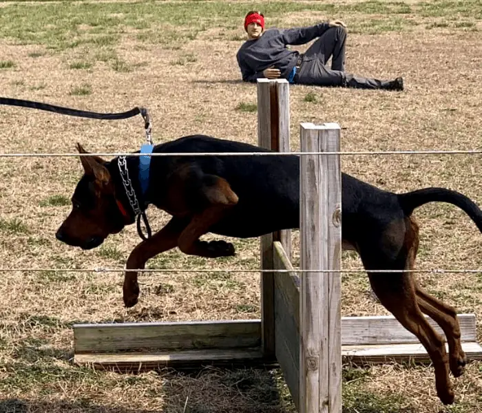 chinese red dog training