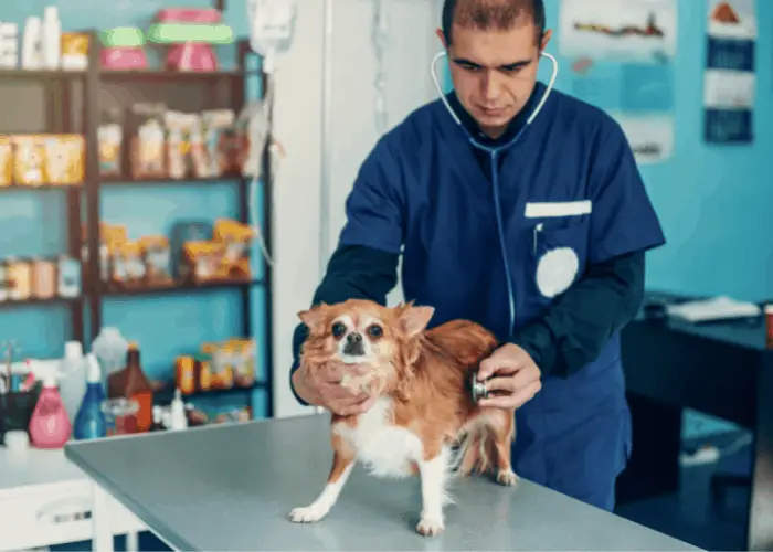 chiwawa being examined by a vet