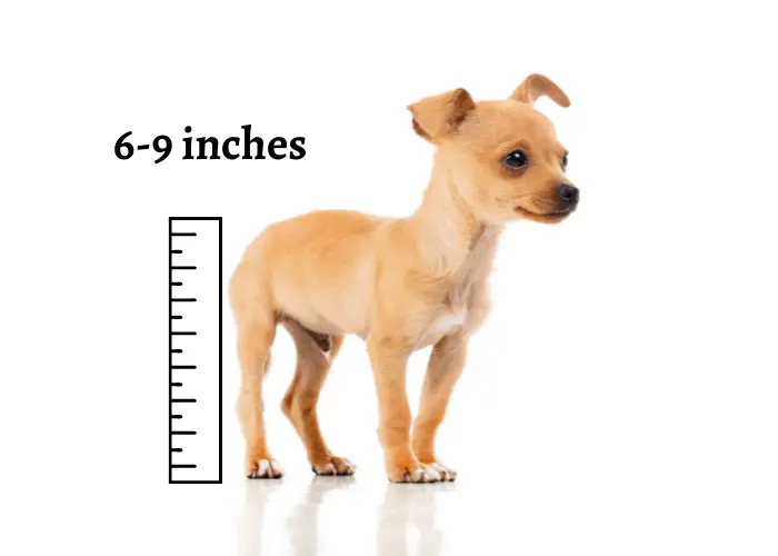 chiwawa height