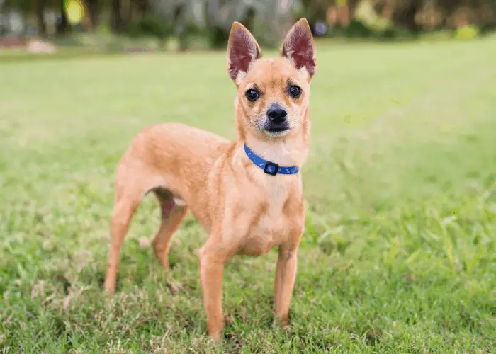 chiwawa standing on the lawn