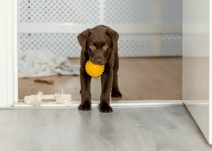 chocolate Labrador puppy playing in apartment