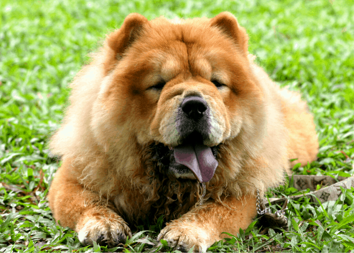 chow chow on the lawn