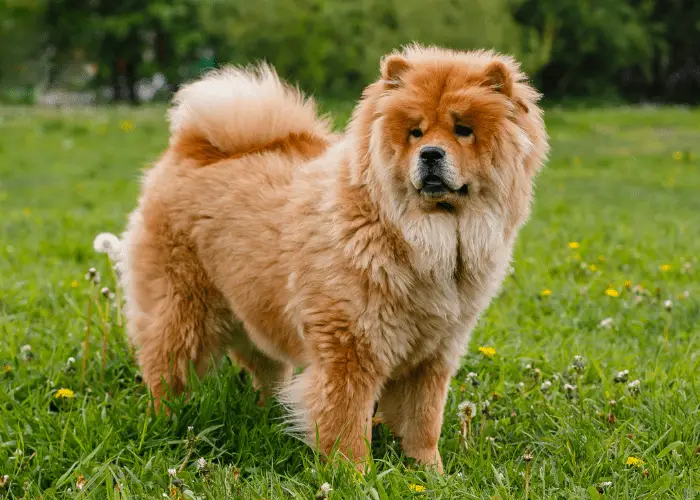 chow chow standing on the lawn