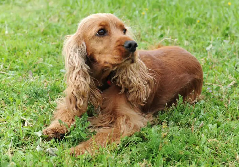 cocker spaniel on the lawn