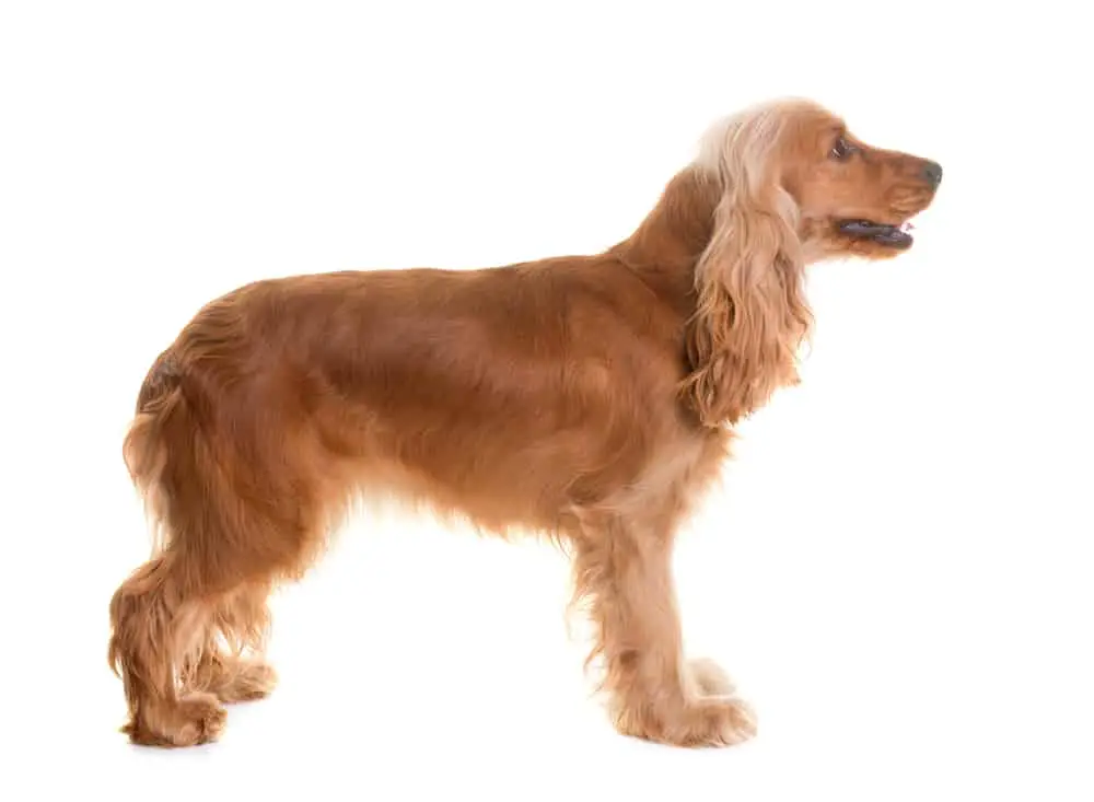 cocker spaniel photographed side view against a white background