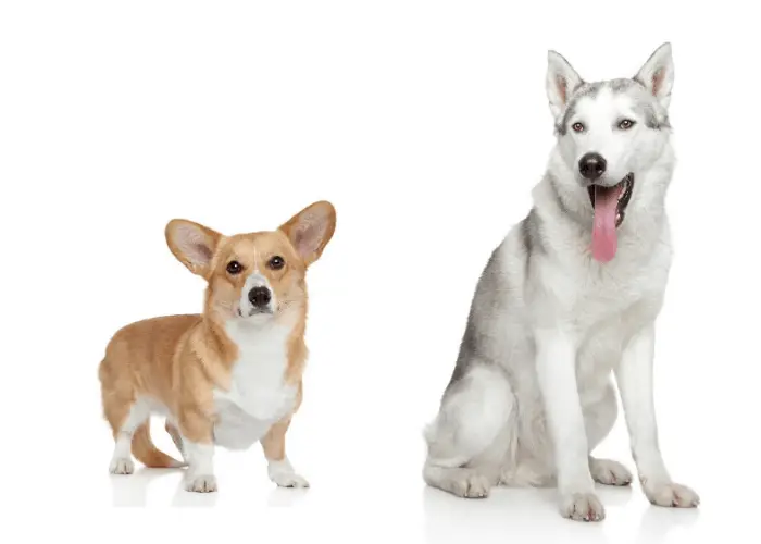 corgi and siberian husky on white background