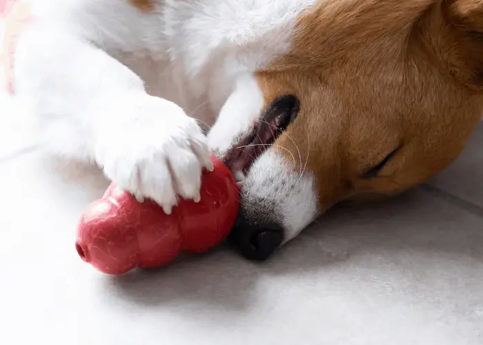 corgi dog getting a reward