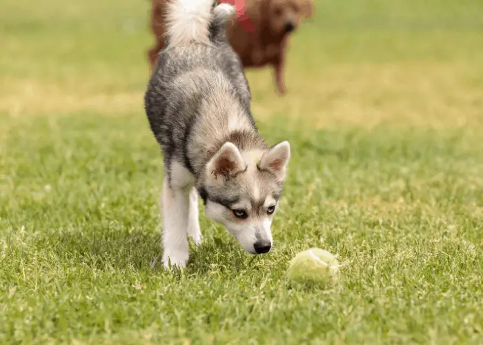 corgi husky mix exercise