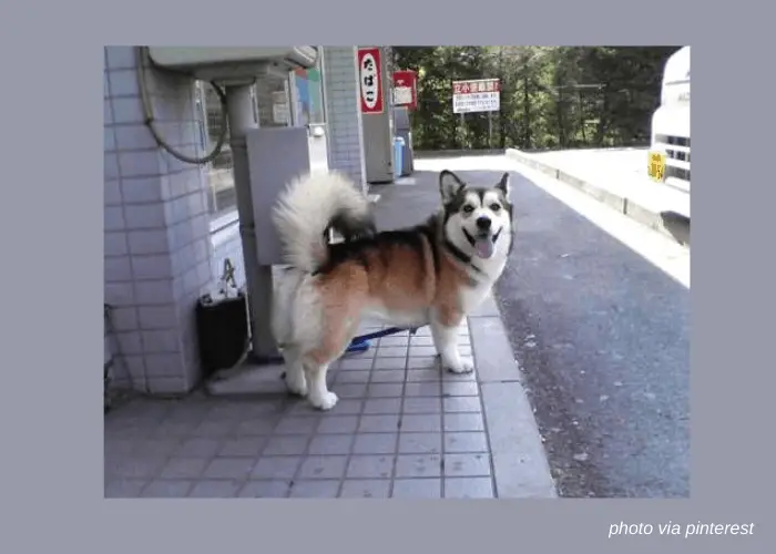 corgi husky standing on a cemented area