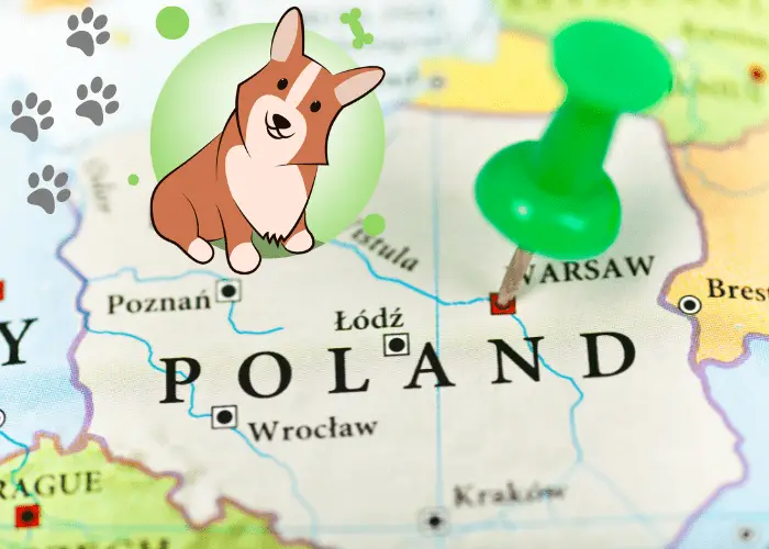 corgi on a polish map