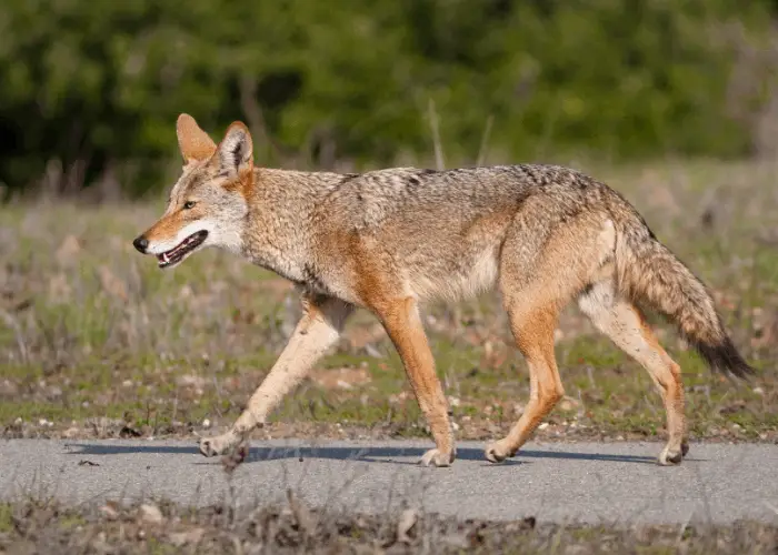 coyote walking on the road