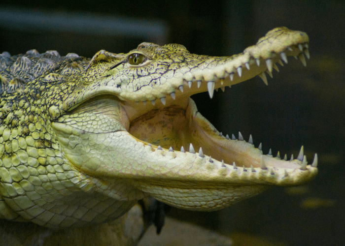 crocodile with mouth open
