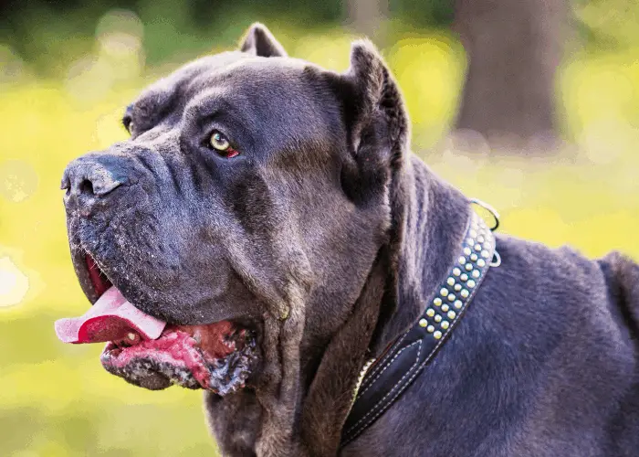 cropped cane corso 