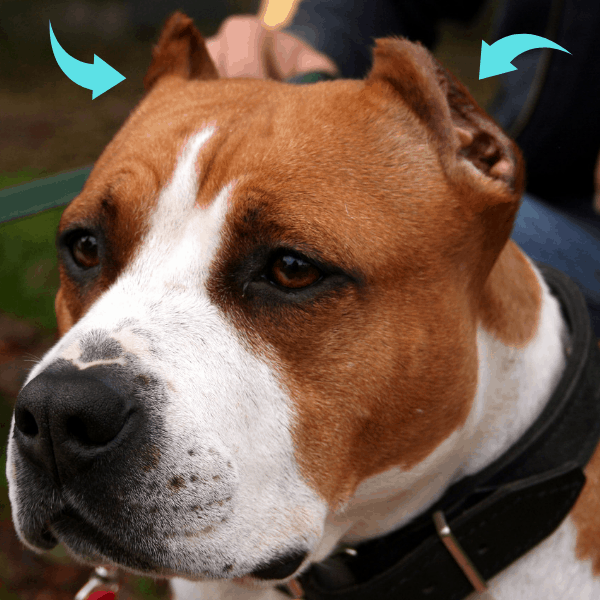 cropped pit bull ears