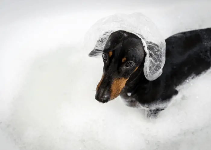 dachsund having a bath