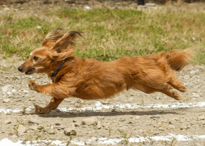 dachsund running