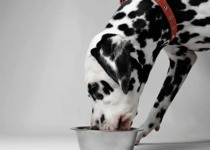 dalmatian dog eating