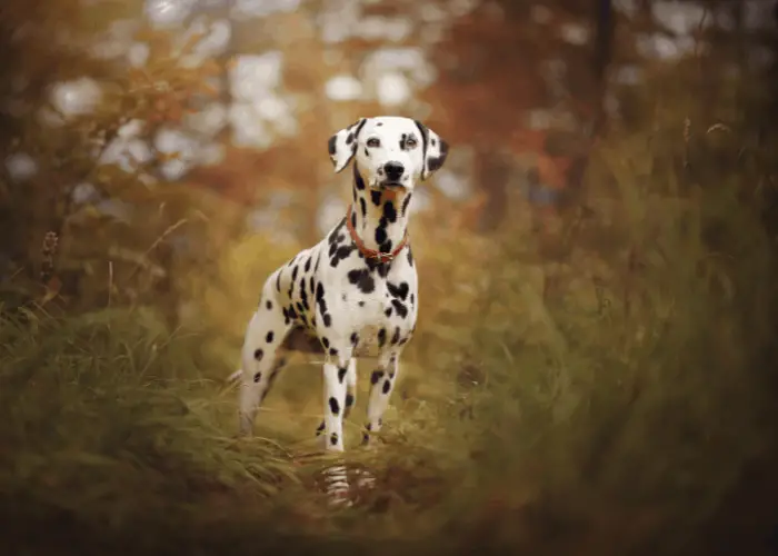 dalmatian dog in the bush