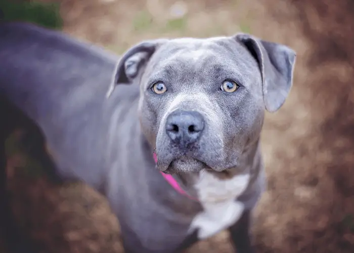 dark pit bull looking at the camera