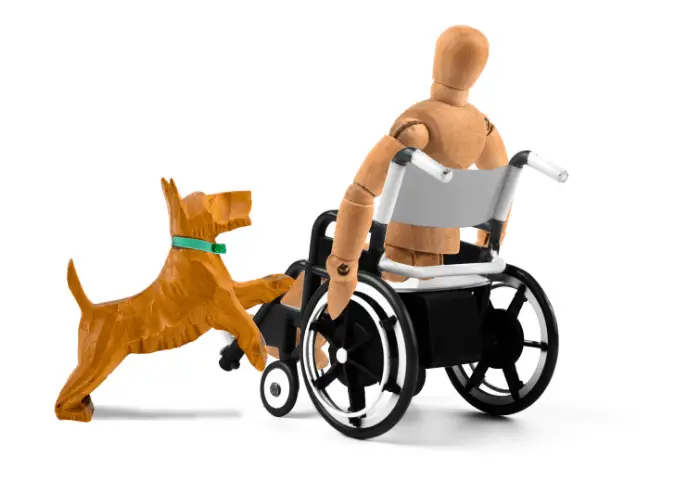disabled person and a service dog mannequin