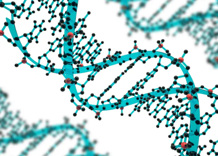 dna strands