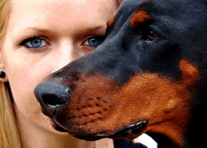 doberman pinscher and its owner close up photo