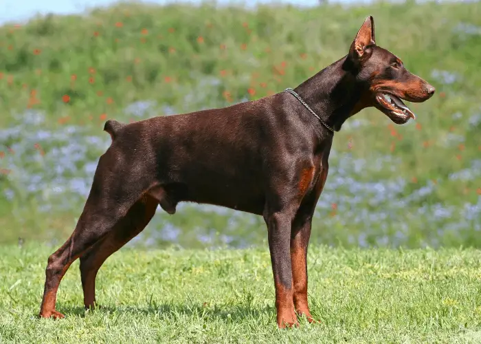  doberman pinscher at the park