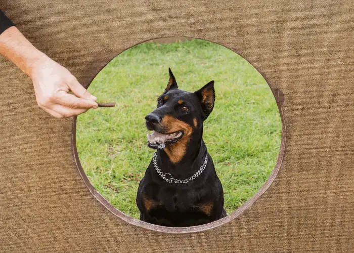 doberman pinscher at training