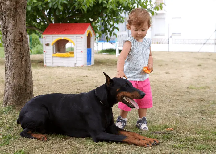 doberman pinscher being patted by a little boy