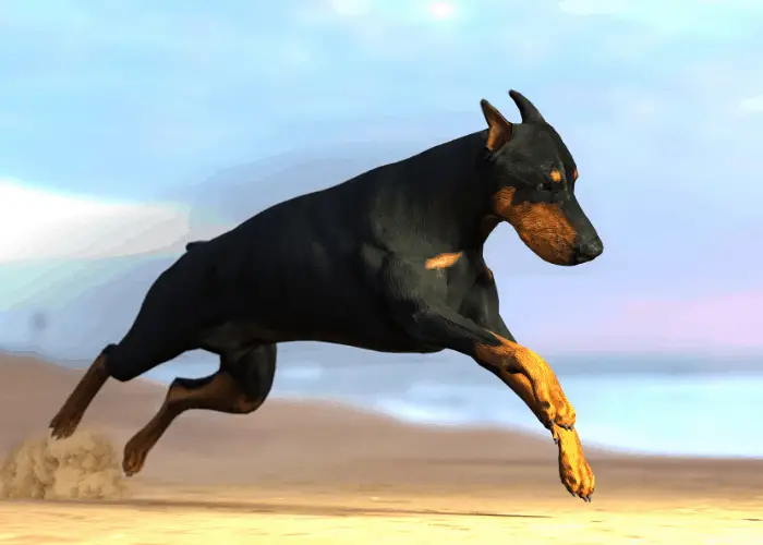 doberman pinscher running and jumping