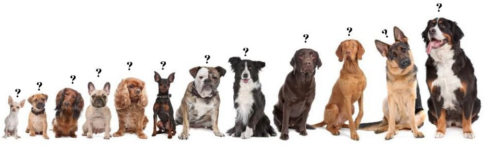 dog breed questions illustrations