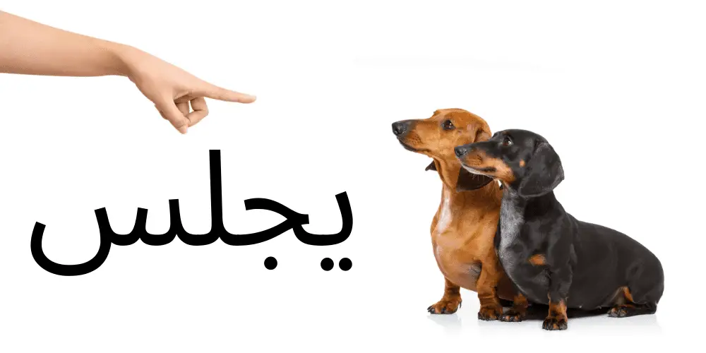 dog commands in Arabic article featured image