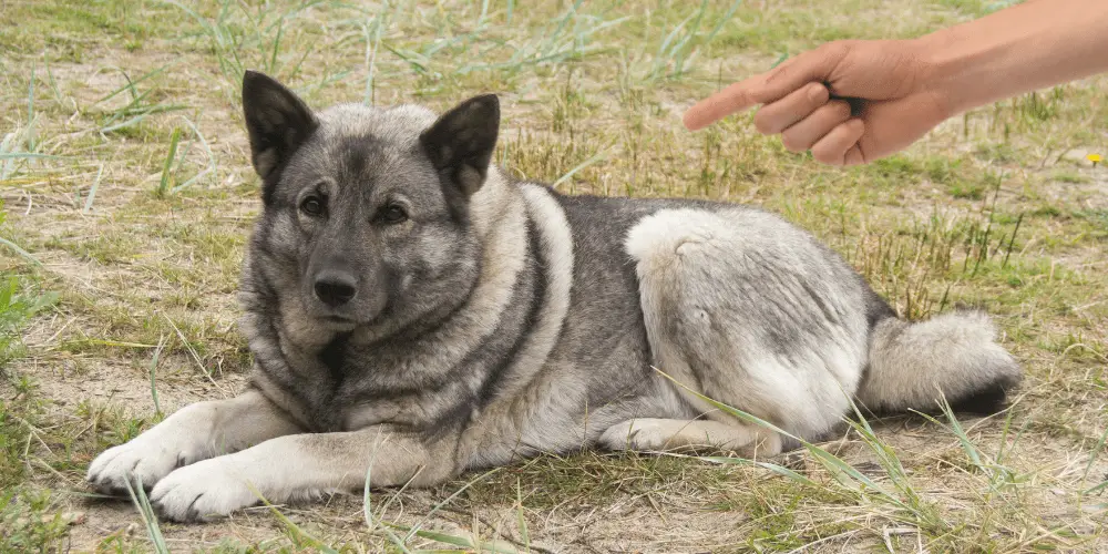 dog commands in Norwegian article featured image