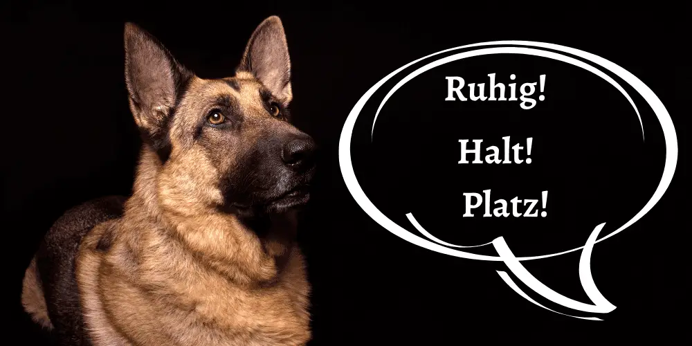 dog commands in german featured article