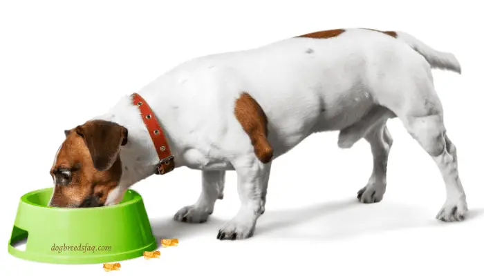 dog eating banana chips in a green dog bowl